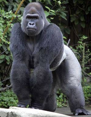 Gorilla